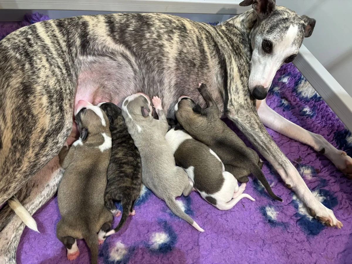 Photos des bébés