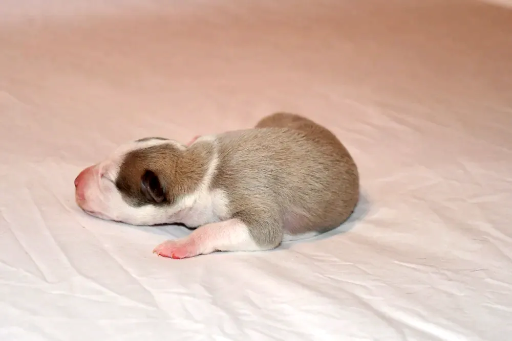 male-fauve
