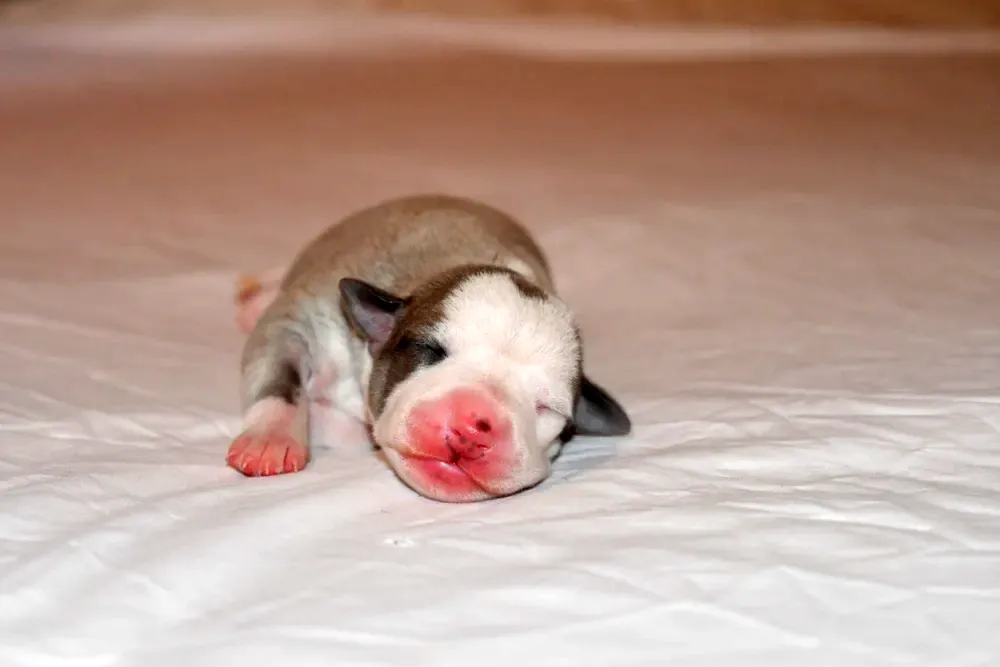 male-fauve