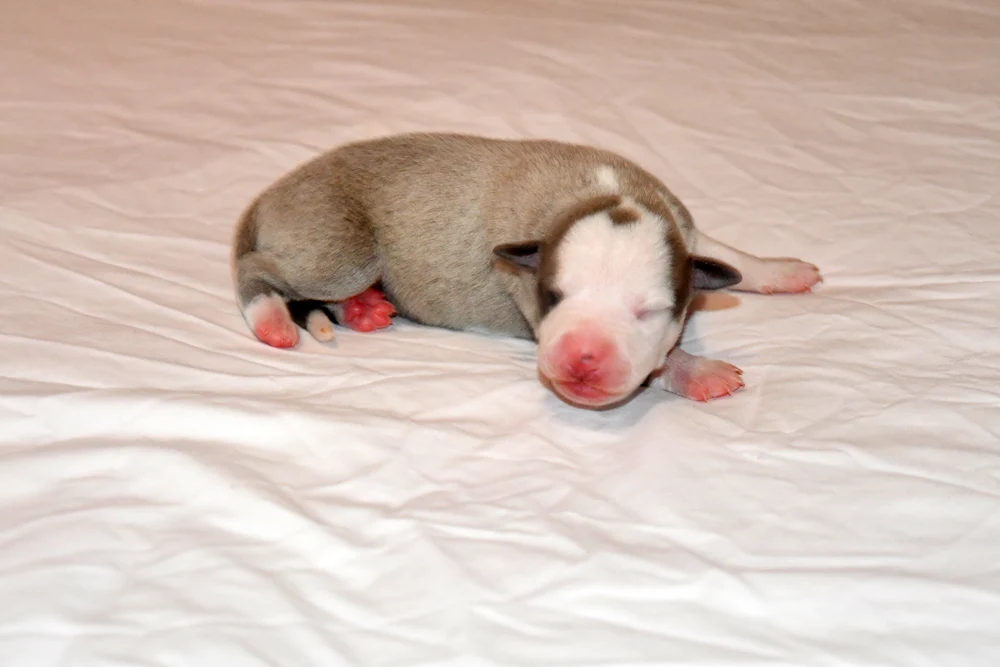 male-fauve